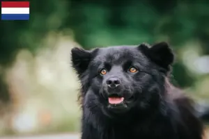 Lees meer over het artikel Zweedse Lapfund fokkers en pups in Nederland