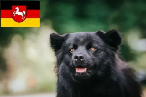 Lees meer over het artikel Zweedse Lapfund fokkers en pups in Nedersaksen