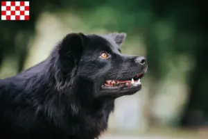 Lees meer over het artikel Zweedse Lapfund fokker en pups in Noord-Brabant