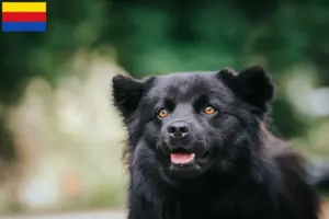 Lees meer over het artikel Zweedse Lapfund fokker en pups in Noord-Holland