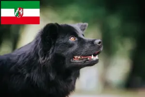 Lees meer over het artikel Zweedse Lapfund fokkers en pups in Noordrijn-Westfalen