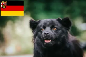 Lees meer over het artikel Zweedse Lapfund fokkers en pups in Rijnland-Palts