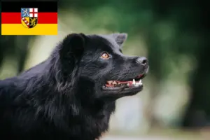 Lees meer over het artikel Zweedse Lapfund fokkers en pups in Saarland