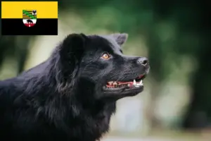 Lees meer over het artikel Zweedse Lapfund fokkers en pups in Saksen-Anhalt