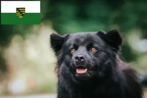 Lees meer over het artikel Zweedse Lapfund fokkers en pups in Saksen
