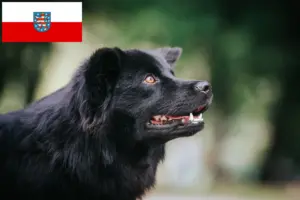 Lees meer over het artikel Zweedse Lapfund fokkers en pups in Thüringen