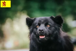 Lees meer over het artikel Zweedse Lapfund fokker en pups in Zuid-Holland