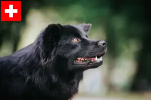 Lees meer over het artikel Zweedse Lapfund fokkers en pups in Zwitserland