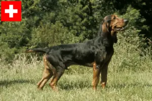 Lees meer over het artikel Zwitserse rashondenfokkers en puppies in Zwitserland