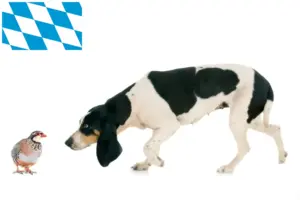 Lees meer over het artikel Zwitserse windhond fokkers en puppies in Beieren