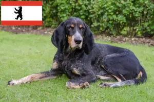 Lees meer over het artikel Zwitserse windhond fokkers en puppies in Berlijn