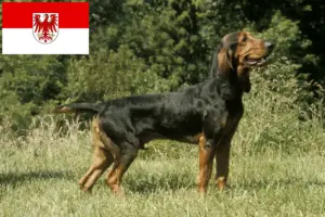 Lees meer over het artikel Zwitserse windhond fokkers en pups in Brandenburg