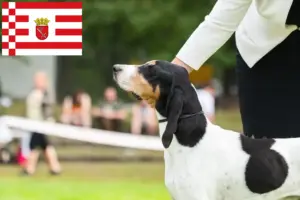 Lees meer over het artikel Zwitserse windhond fokkers en pups in Bremen