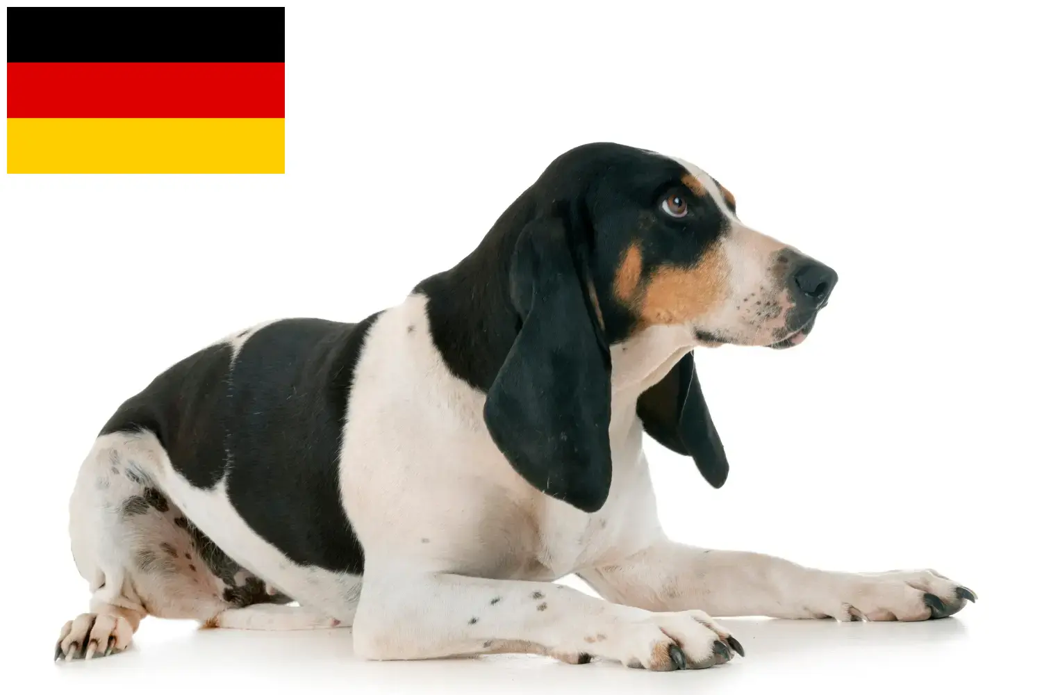 Lees meer over het artikel Zwitserse windhond fokkers en puppies in Duitsland