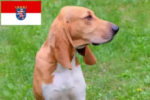 Lees meer over het artikel Zwitserse windhond fokkers en puppies in Hessen