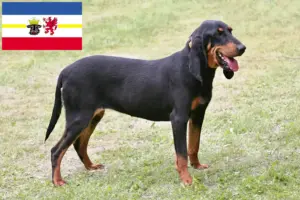 Lees meer over het artikel Zwitserse windhond fokkers en pups in Mecklenburg-Vorpommern