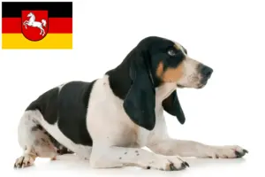 Lees meer over het artikel Zwitserse windhond fokkers en pups in Nedersaksen