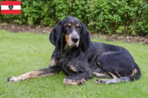 Lees meer over het artikel Zwitserse windhond fokkers en puppies in Oostenrijk