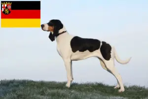 Lees meer over het artikel Zwitserse windhond fokkers en puppies in Rijnland-Palts