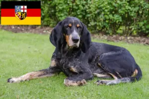 Lees meer over het artikel Zwitserse windhond fokkers en pups in Saarland