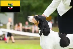 Lees meer over het artikel Zwitserse windhond fokkers en pups in Saksen-Anhalt