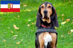Lees meer over het artikel Zwitserse windhond fokkers en pups in Sleeswijk-Holstein