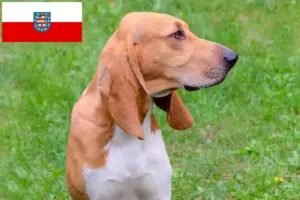 Lees meer over het artikel Zwitserse windhond fokkers en pups in Thüringen