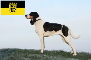 Lees meer over het artikel Zwitserse windhond fokkers en pups in Baden-Württemberg