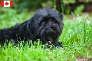 Lees meer over het artikel Affenpinscher fokkers en pups in Canada