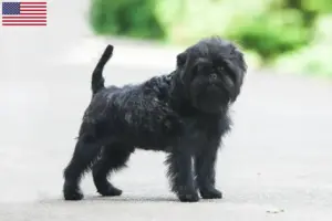 Lees meer over het artikel Affenpinscher fokkers en pups in de VS
