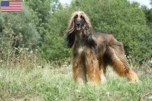 Lees meer over het artikel Afghaanse windhond fokkers en pups in de VS