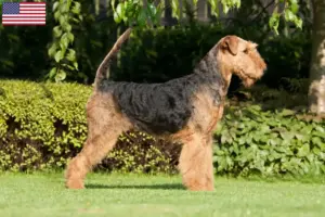 Lees meer over het artikel Airedale Terrier fokkers en puppy’s in de VS