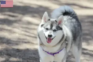 Lees meer over het artikel Alaskan Klee Kai fokkers en puppy’s in de VS