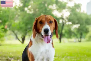 Lees meer over het artikel Amerikaanse Foxhound fokkers en puppy’s in de VS