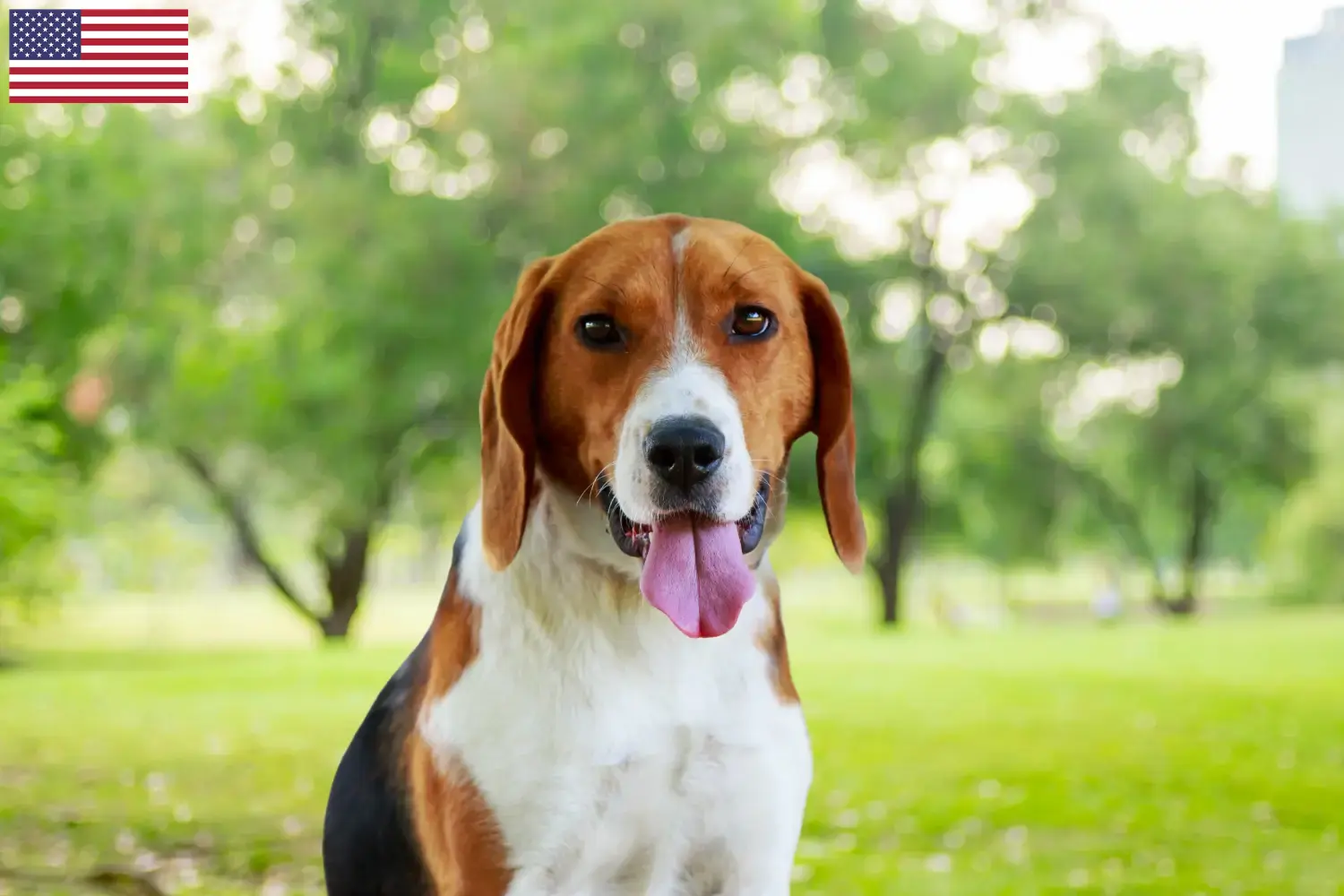 Amerikaanse Foxhound puppies en fokkers USA Vind hier Amerikaanse Foxhounds fokkers in de VS.