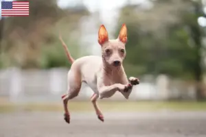 Lees meer over het artikel Amerikaanse Hairless Terrier fokkers en puppy’s in de VS