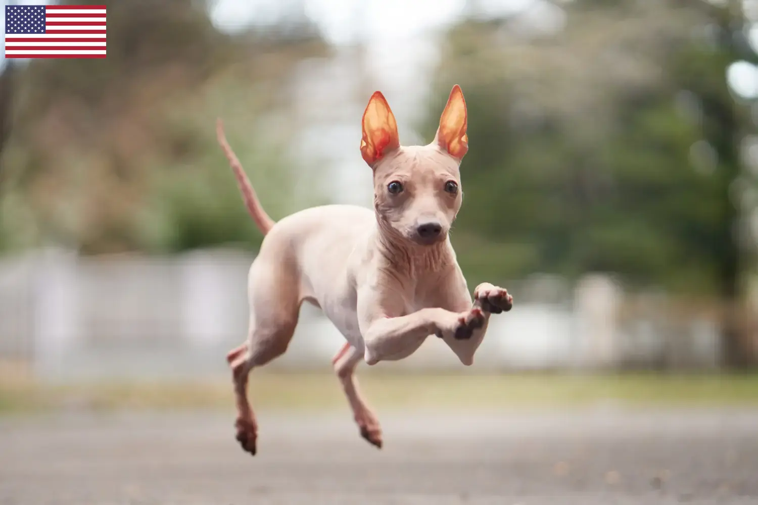 Amerikaanse Haarloze Terrier puppies en fokkers USA Vind hier Amerikaanse Hairless Terriër fokkers in de VS.