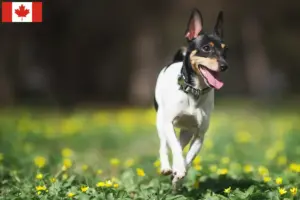 Lees meer over het artikel Amerikaanse Speelgoedterriër Fokkers en Puppies in Canada