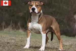 Lees meer over het artikel Amerikaanse Staffordshire Terriër fokkers en puppies in Canada