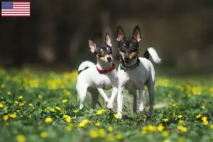 Lees meer over het artikel Amerikaanse Toy Terrier fokkers en pups in de VS