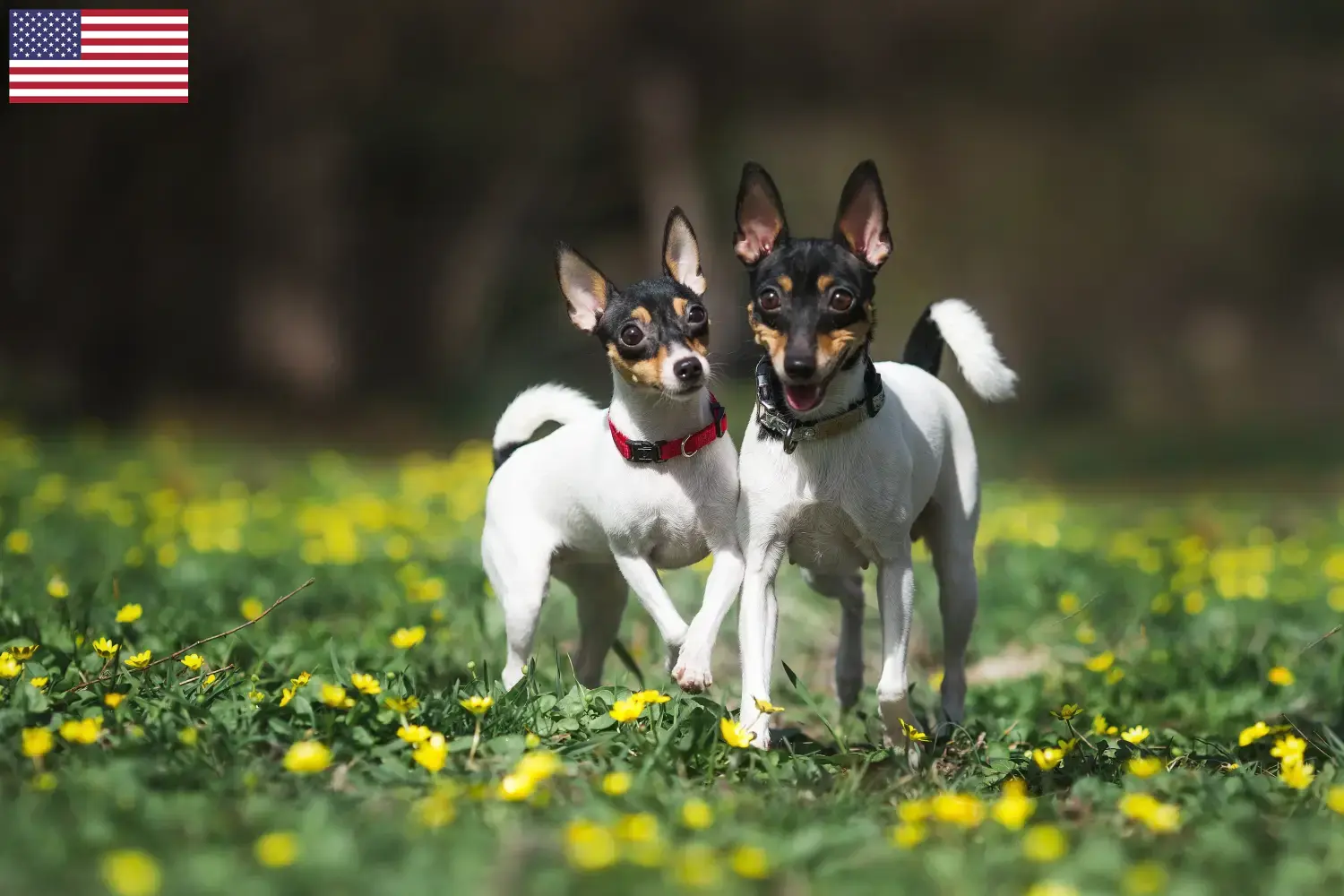 Amerikaanse Toy Terrier puppy's en fokkers USA Vind hier Amerikaanse Toy Terrier fokkers in de VS.