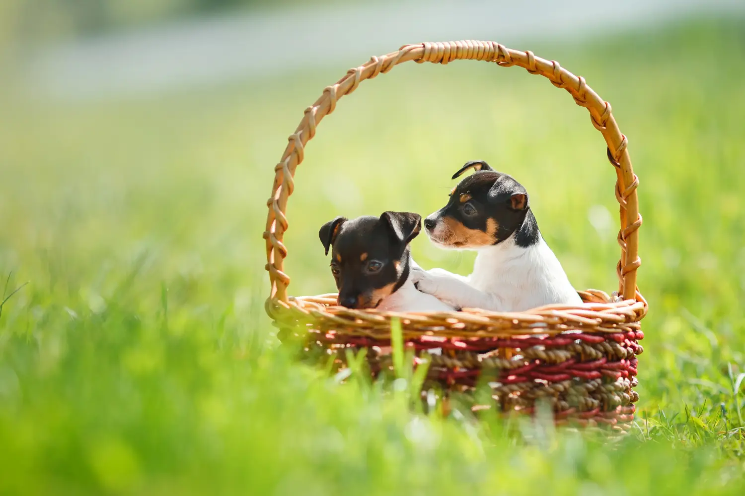 Een Amerikaanse Toy Terrier puppy kopen betekent verantwoordelijkheid nemen! Amerikaanse Toy Terrier puppy's kopen.