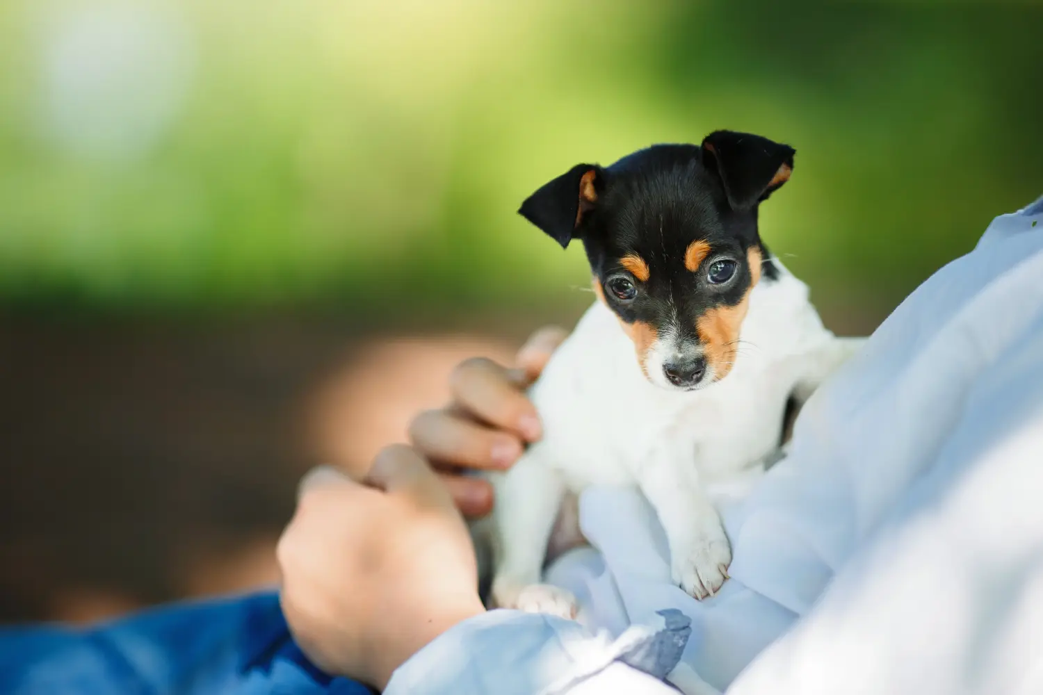 Een Amerikaanse Toy Terrier puppy kopen betekent verantwoordelijkheid nemen! Amerikaanse Toy Terrier puppy's kopen.