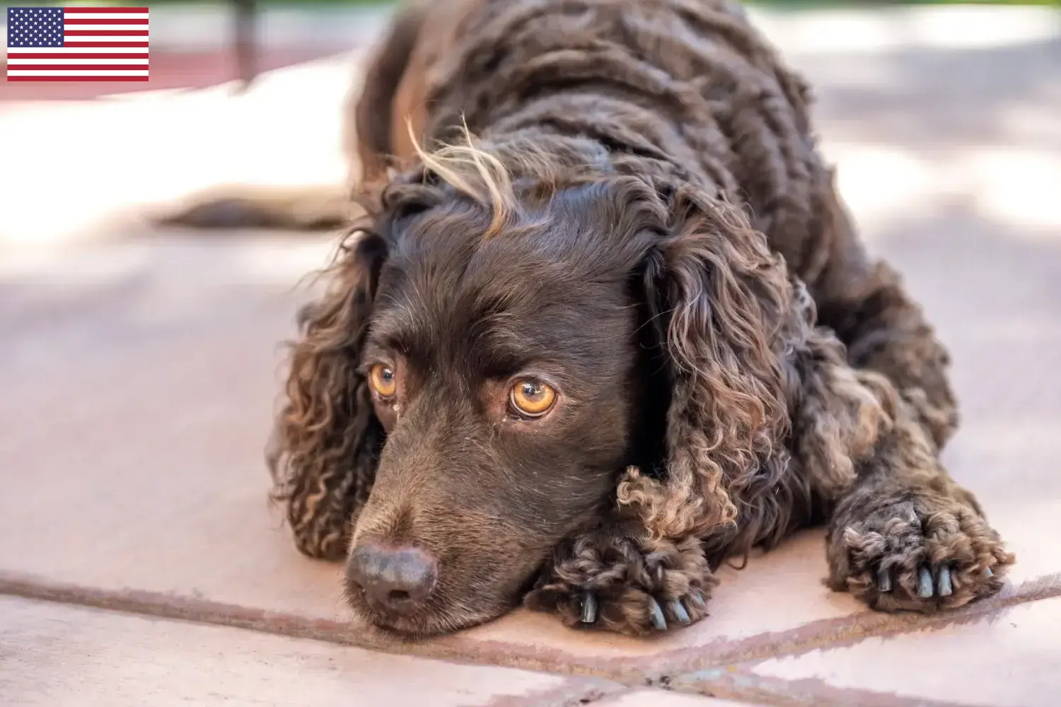 Amerikaanse Water Spaniel pups en fokkers USA Vind hier Amerikaanse Water Spaniels fokkers in de VS.
