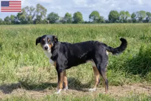 Lees meer over het artikel Appenzell Sennenhonden Fokkers en Puppies in de Verenigde Staten