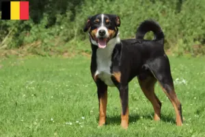 Lees meer over het artikel Appenzell Sennenhondenfokker en Puppies in België