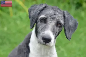 Lees meer over het artikel Aussiedoodle fokkers en puppy’s in de VS