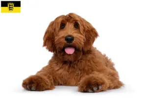Lees meer over het artikel Australische Cobberhond fokkers en pups in Baden-Württemberg