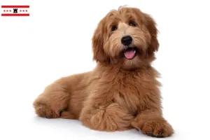 Lees meer over het artikel Australische cobberhond fokkers en pups in Drenthe