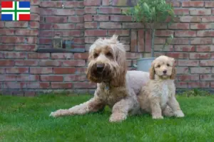 Lees meer over het artikel Australian Cobberdog fokkers en pups in Groningen